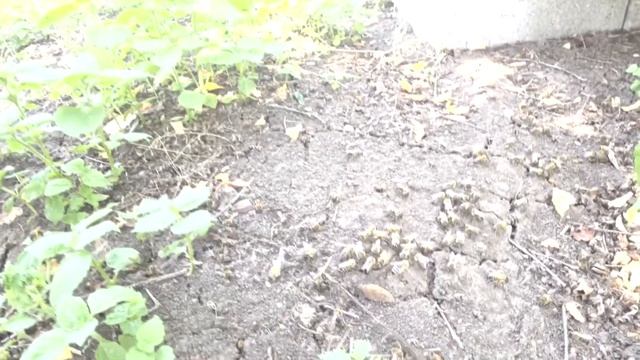 ВСЕ ПОНЕМНОГУ, ПЕНОУЛИК,ОТВОДКИ...