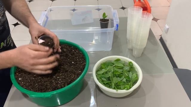 Как размножать гортензию зелёными черенками или почк?