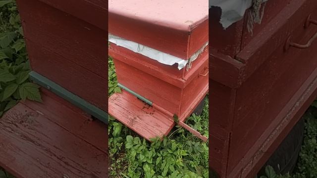 мой первый сезон по пчеловодству.