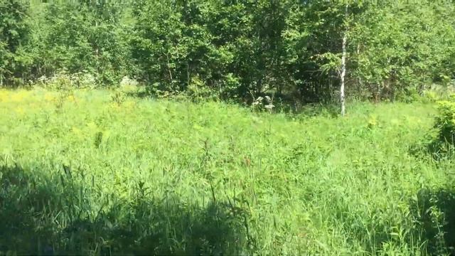 2021.06 Дерново, мемориал испанцам - жертв войны, Новодуги