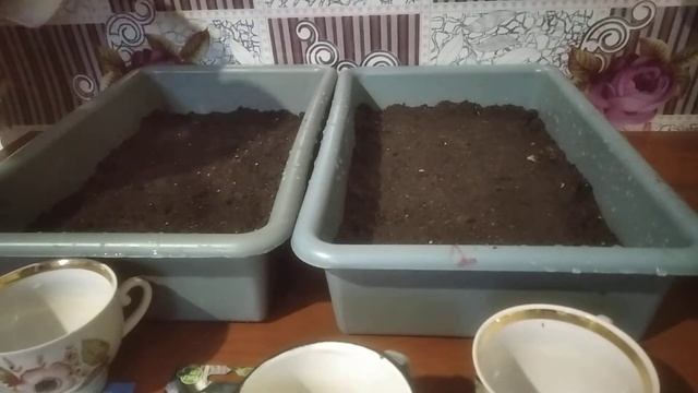 Посадка Ранних ТОМАТОВ и БАКЛАЖАН без ПИКИРОВКИ