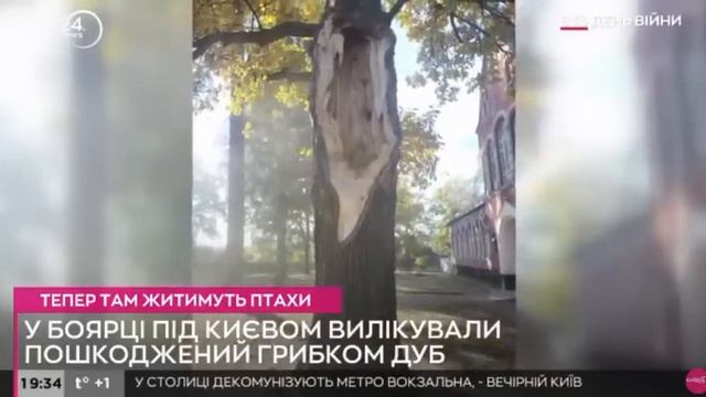 Боярка | Вилікували 260-річний Боярський Дуб