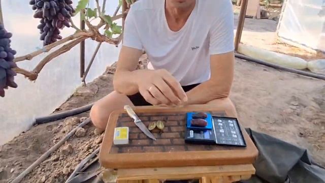 Виноград ПОДАРОК БЕЛОРУССИИ