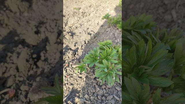 Ранние сорта пиона Коралл Сансет Команд Перформанс Ру