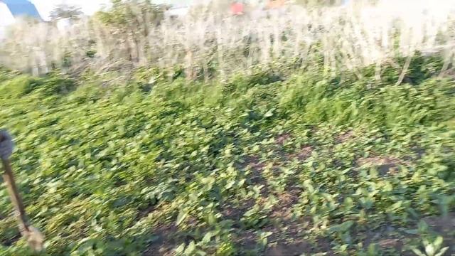 26 мая 2022 г. Съездили в Змиеево, пора пахать землю.