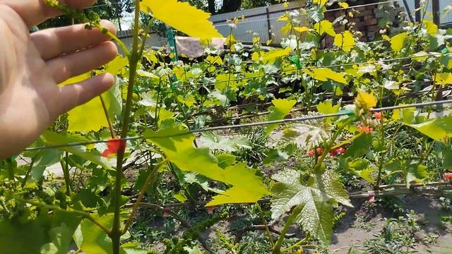 Обзор виноградника на 25-е мая, 2023года, часть 2, борьба с