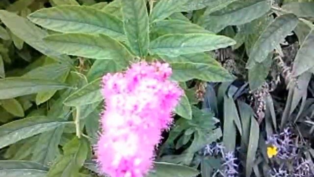 Цветущий кустик