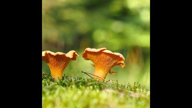 Неумывакин: Какие Болезни Лечат Грибы Лисички?