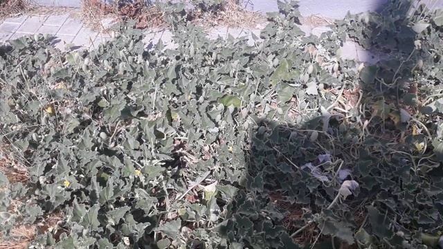 Бешеный огурец, растения Севастополя