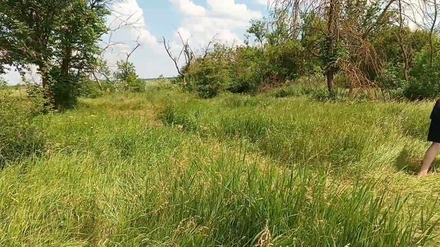 Сенокос - 2025! Косим, косим и еще раз КОСИМ.МОТОБЛОК - Champi