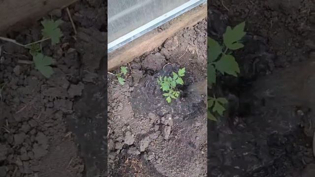 Своими руками , пришло время сажать помидоры