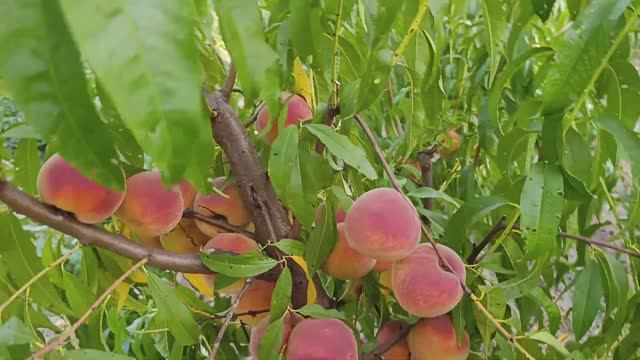 A3d214db035f4026450dc5440a24178b