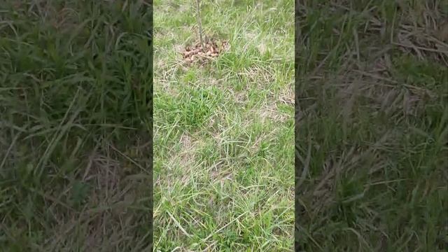 Шишки под деревья, зачем?!