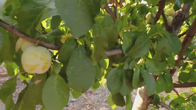 C0c57da732d0ce944be9277e9216623a