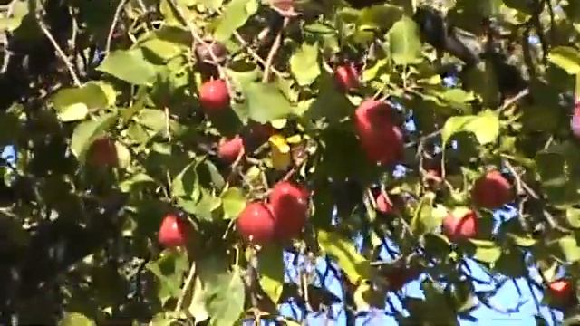 Люди собирают яблоки с деревьев на площади Ленина, гор