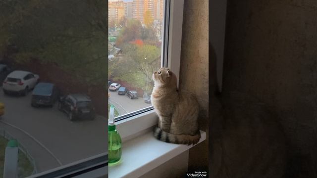 Лунтик охотится