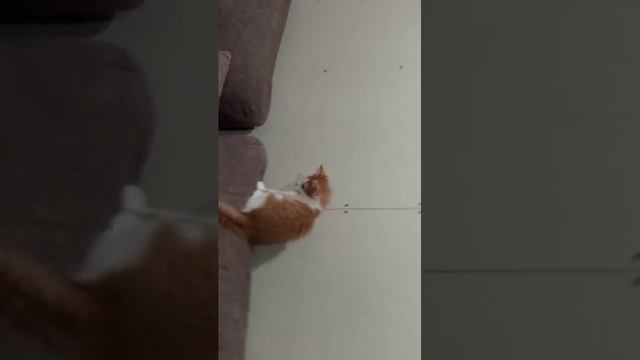 кавырки на диване