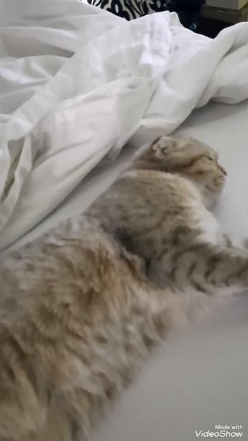 Лунтик засыпает