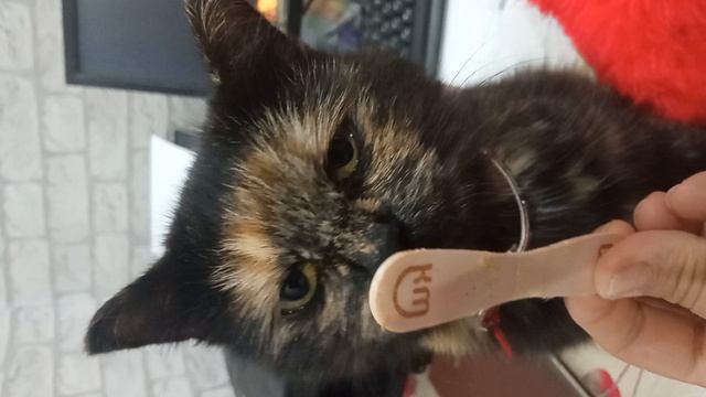 Багира любит мороженое