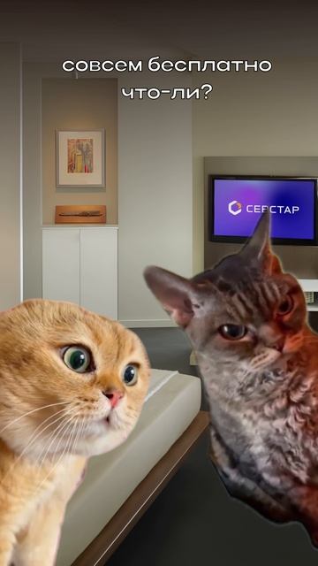 История из жизни одного котика