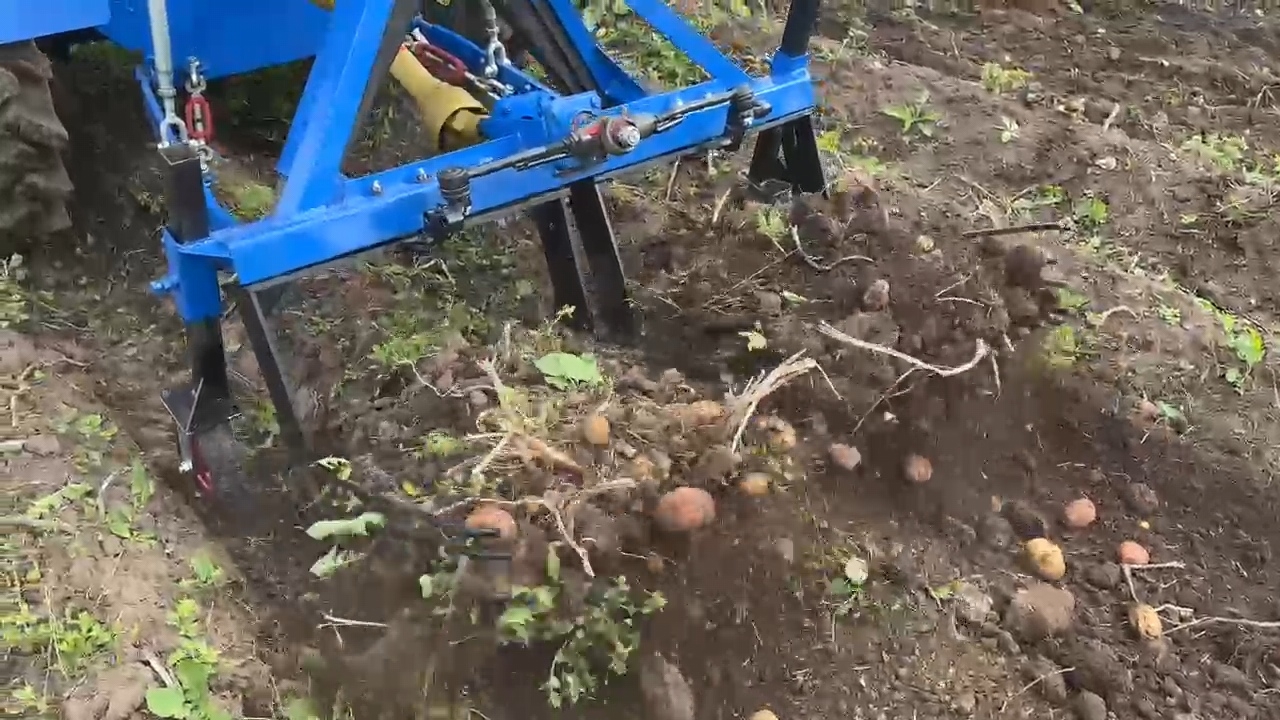 Копаю картошку самодельным трактором и картофелекопалкой