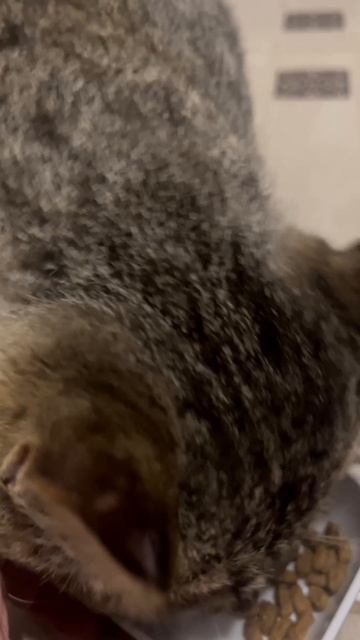 #котики #кот
#барсик #взаимныеподписки