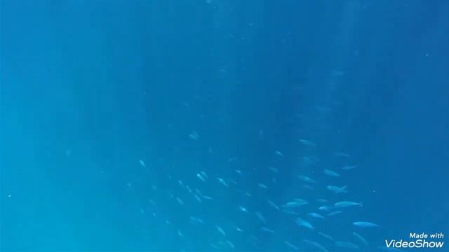 Риф в Рас-Мохаммед 2024 год