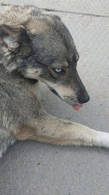 она такая милая Голубоглазка