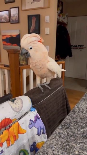 64231e7684729ab29d19bb44abcb1b12