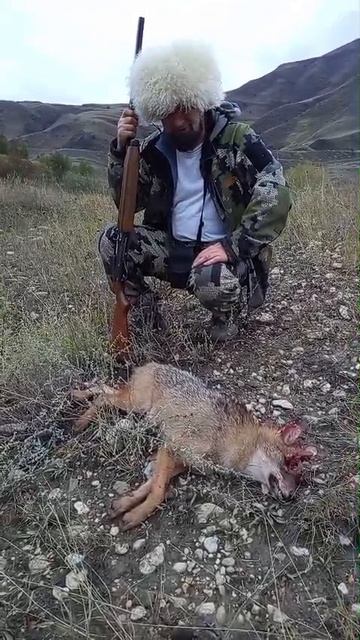охота на шакалов