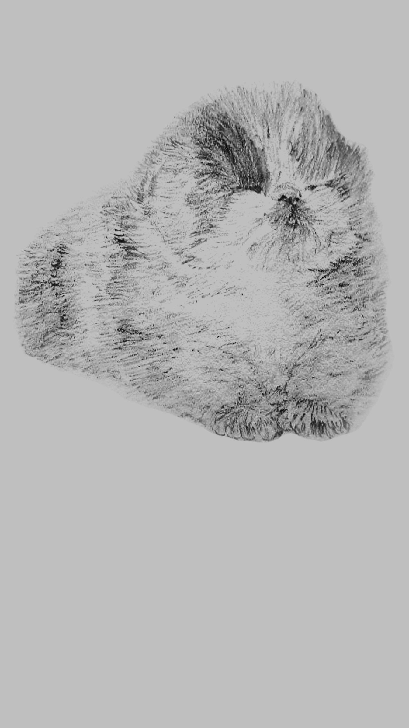 Скорее берите карандаш #шортс #drawing #art #творчество #рисунок #sketch #cat #скетч #shortsvideo