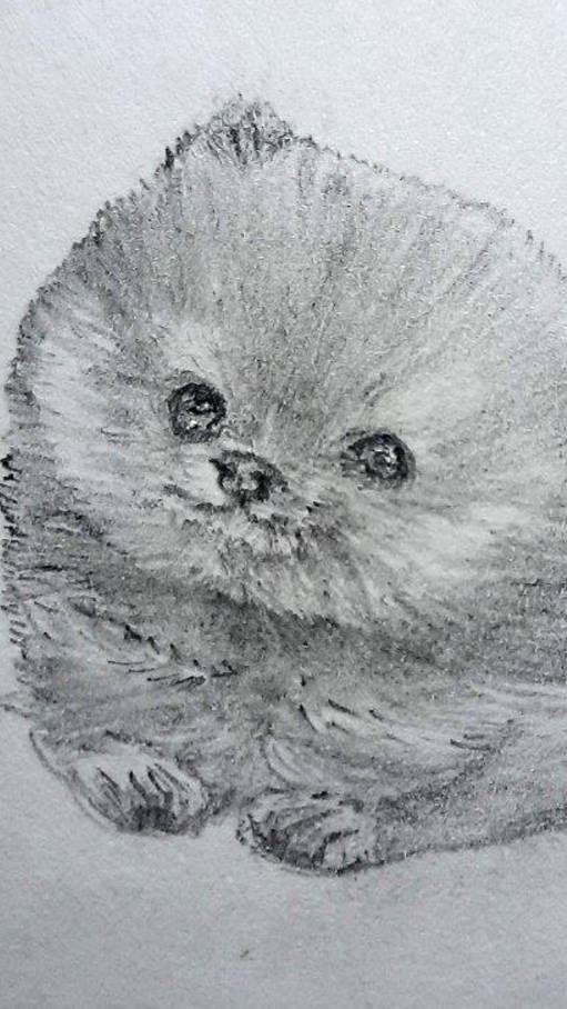 Идеи для рисования: шпиц #шортс #shorts #drawing #sketch #скетч  #dogdrawing