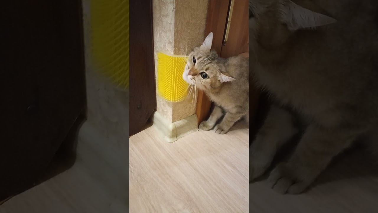 2ff52968e710108786b5dff46e2e2660