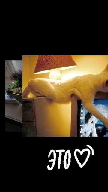 Прикол с кошками😄