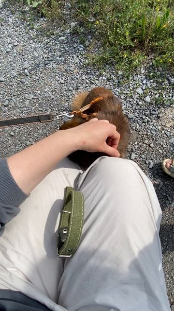 Крошка Лунтик-одноглазик ищет семью🩵 3года, 4кг, рост 30см