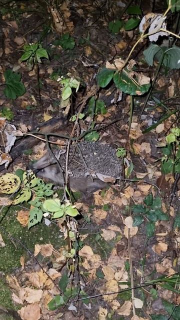 Ёжик нахальный