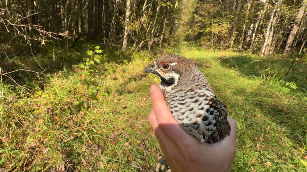 9e47a37d730412c869e281b4ae8eace9