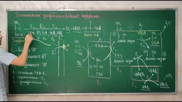 Биохимия Углеводов : Гликолиз И ПФП