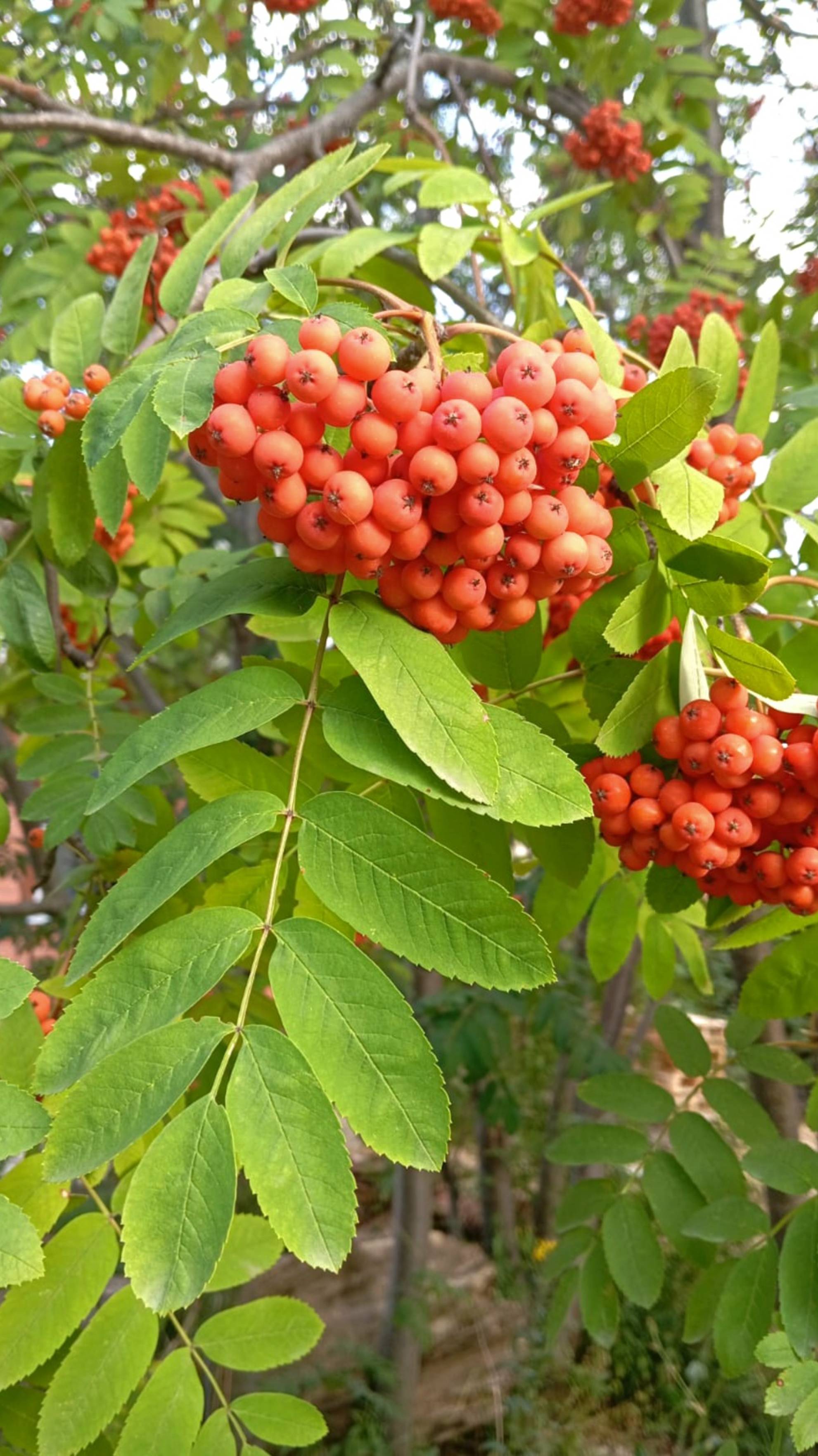 F0c2bac1c058880d8f5944b83e971116