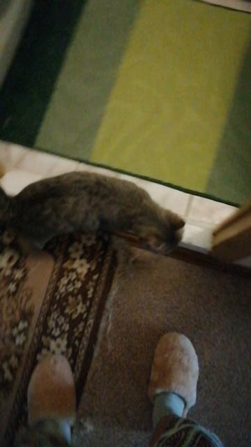 Чудеса дрессировки