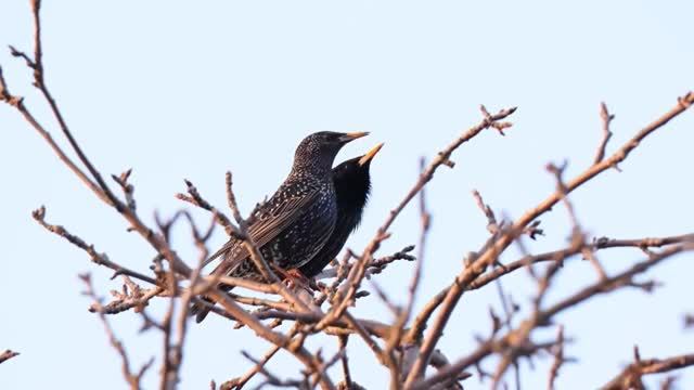 СКВОРЦЫ (весенний гимн). КРУОЛЕ. 1987 год