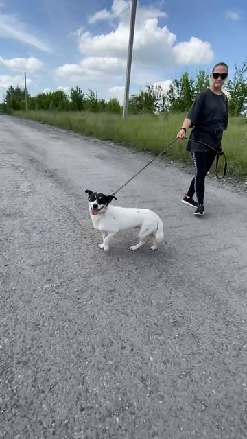 Ласковая метис Джек Рассела Малышка ищет семью❤️ 2,5 года, 10кг, 30см