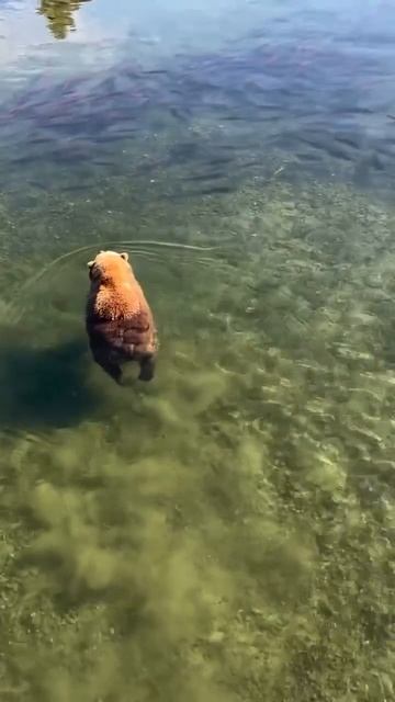 Вот что значит, плыть  по течению)