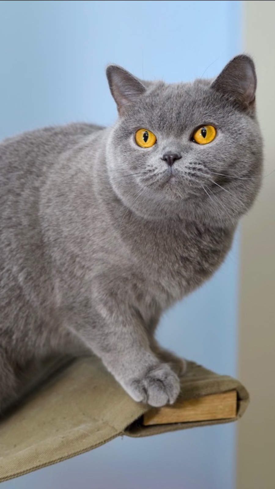 Британская кошка Юсти, возраст  2 года