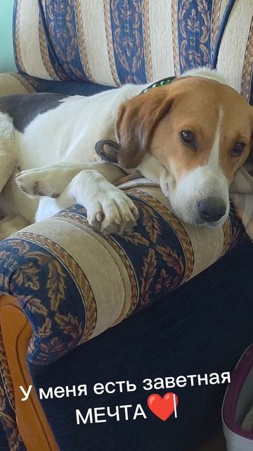 Ласковая Аля ищет семью❤️ 2года, 30кг, рост 60см