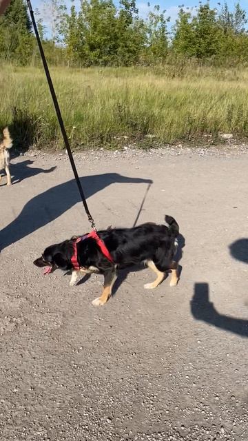 Крошка Таша метис той-терьера ищет семью❤️ 1годик, 6кг, рост 33см