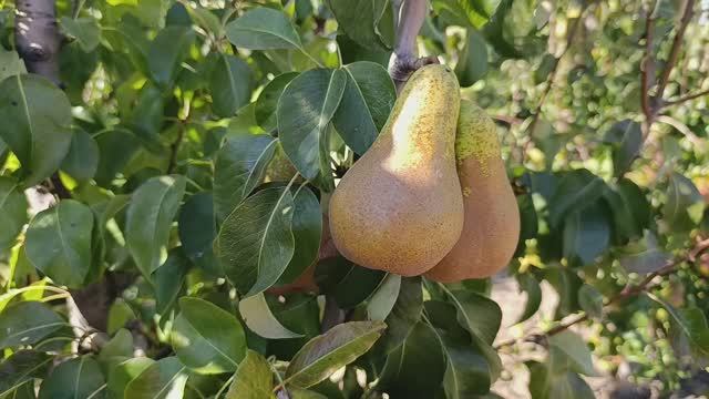 груша Конференция