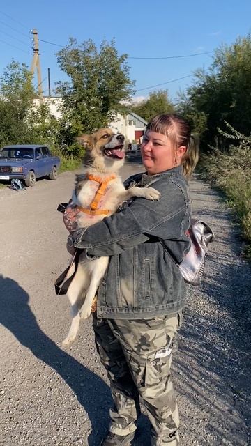 Жизнерадостная трёхлапик Лика ищет семью❤️ 2 года, 11кг
