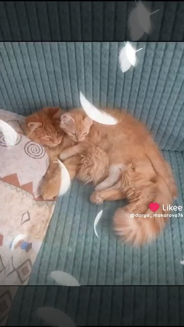 наши пушистые комочки♥️♥️♥️