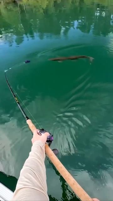 Выманил зубастую красавицу🐟